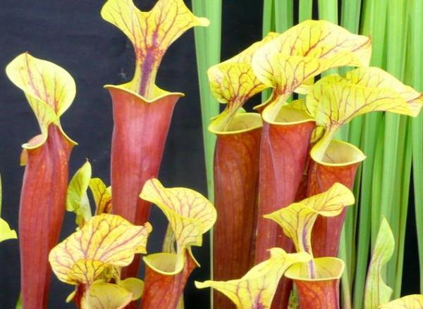 Types of Carnivorous Plants -