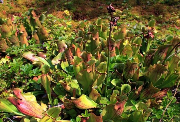 Types of Carnivorous Plants -