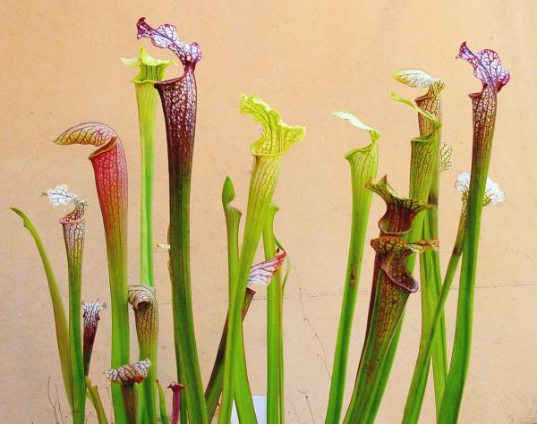 Types of Carnivorous Plants -