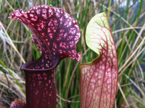 Types of Carnivorous Plants -