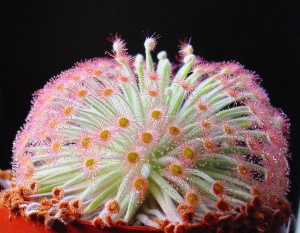 Types of Carnivorous Plants -