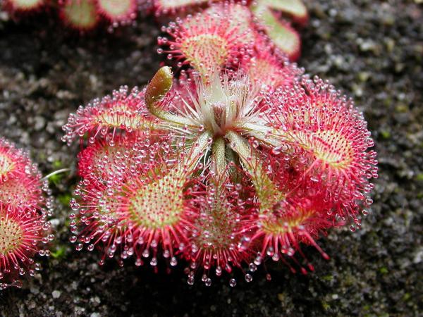Types of Carnivorous Plants -