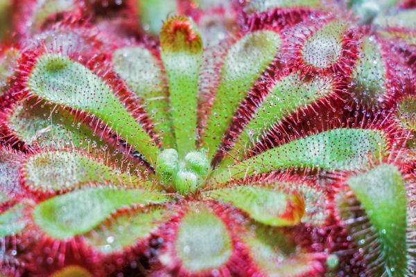 Types of Carnivorous Plants -