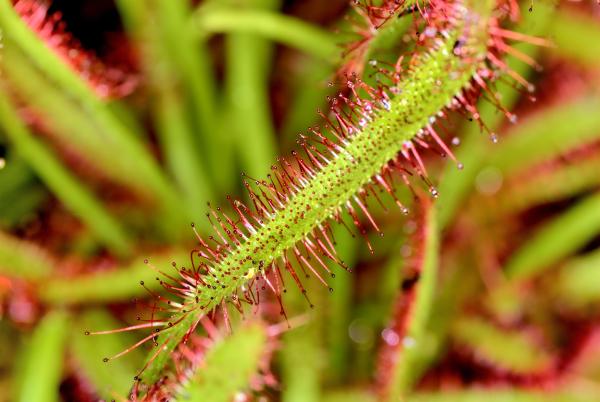 Types of Carnivorous Plants -