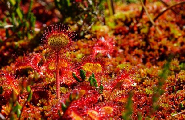 Types of Carnivorous Plants -