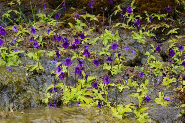 Types of Carnivorous Plants -
