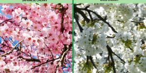 Types of Cherry Trees - Cherry Tree Varieties