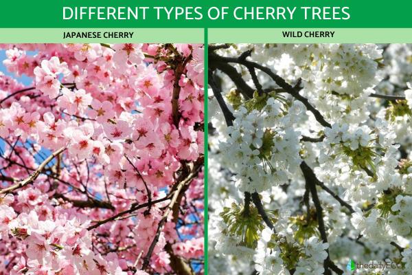 Types of Cherry Trees - Cherry Tree Varieties