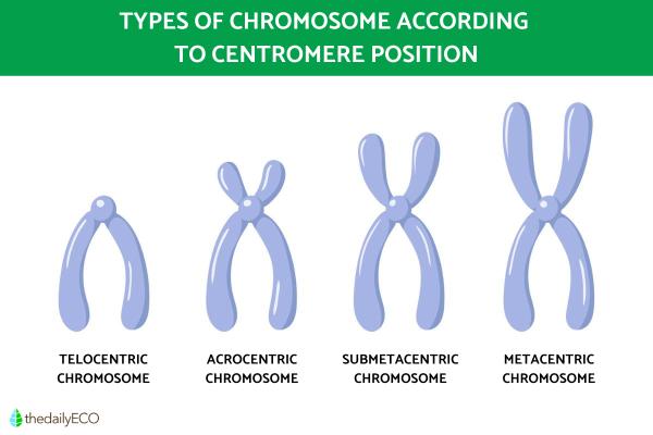 What Are Chromosomes and What Do They Do? - Types of chromosomes