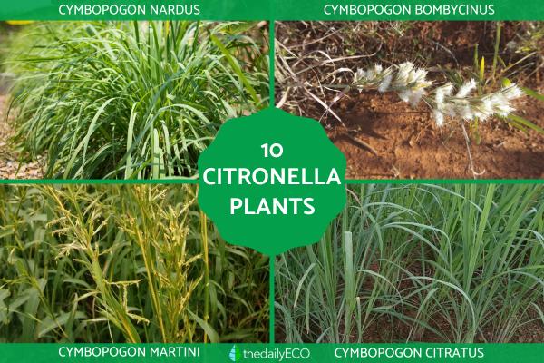 Types of Citronella Plants