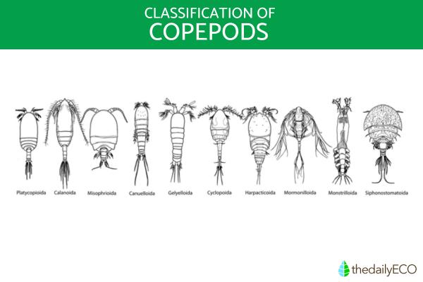 What Are Copepods? - Types of copepods
