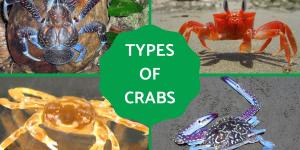 Types of Crabs - Different Crab Species