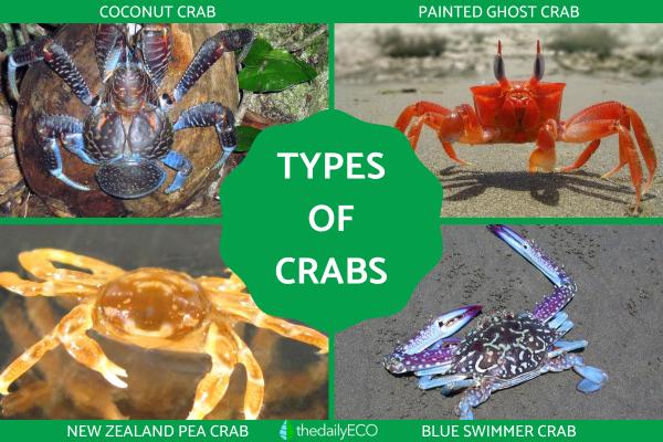 Types of Crabs - Different Crab Species