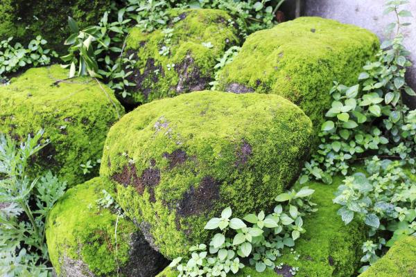 Cryptogamic Plants - Meaning, Characteristics and Examples - Types of cryptogamic plants