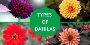 Types of Dahlias - Dahlia Varieties
