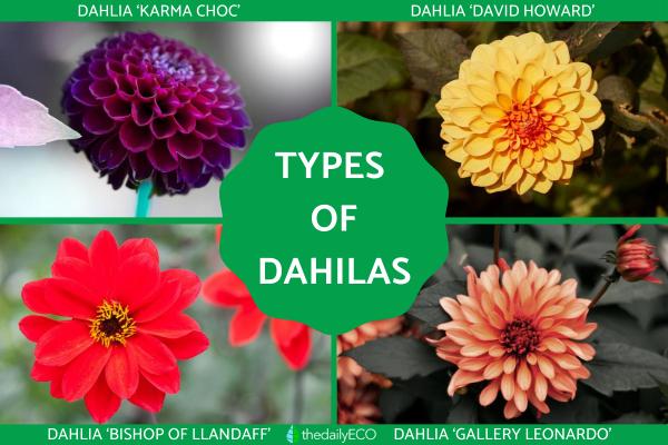 Types of Dahlias - Dahlia Varieties