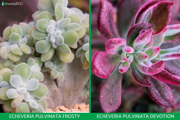 Echeveria Pulvinata Care - Frosty, Ruby and Other Types - Types of Echeveria pulvinata