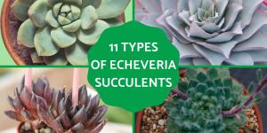 Types of Echeveria Succulent Species