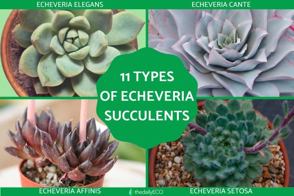 Types of Echeveria Succulent Species