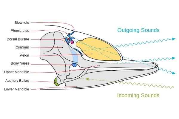 What Is Echolocation and What Animals Use It? - Types of echolocation