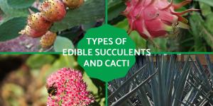 Types of Edible Succulents and Cacti