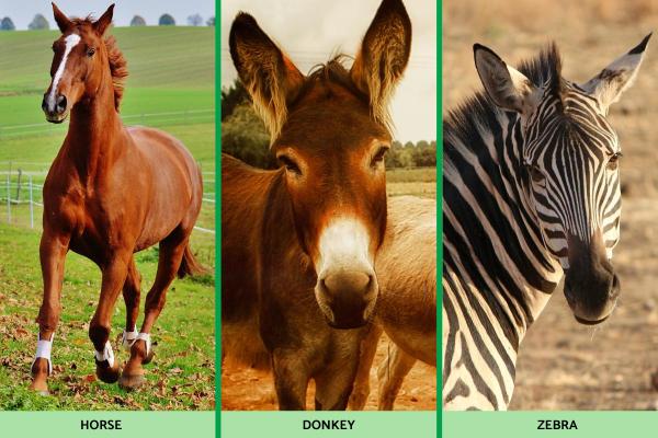 What Are Equine Animals? - Types of equine animals