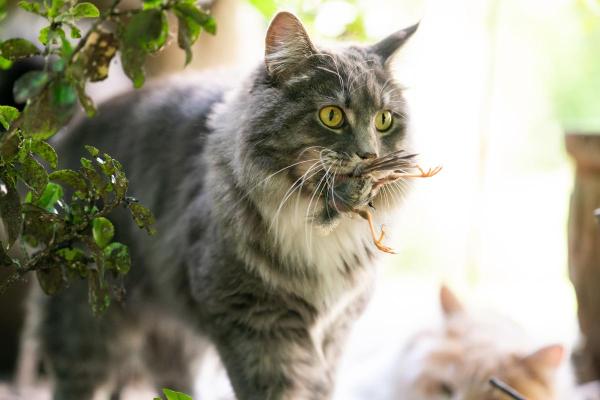 What Is Ethology the Study Of? - Types of ethology