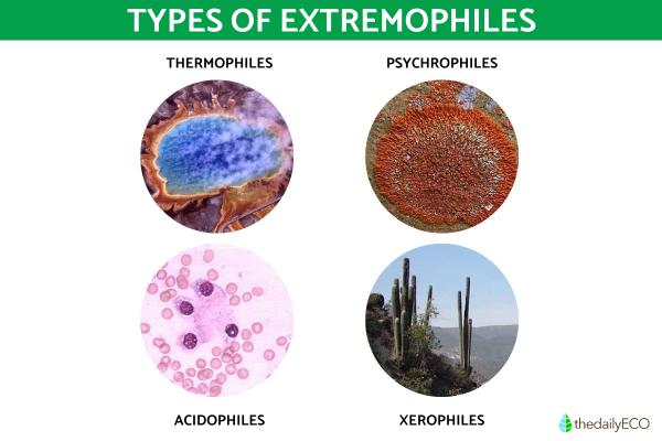 What Are Extremophiles in Biology? - Types of extremophiles