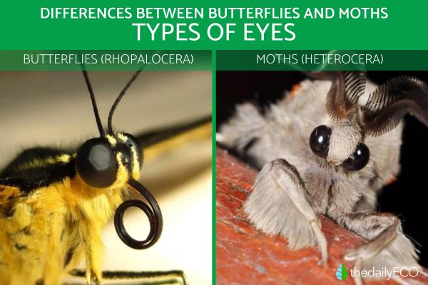 Differences Between Butterflies and Moths - Types of eyes