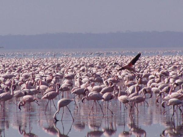 What Is the Meaning of Flora and Fauna? - Types of fauna and examples
