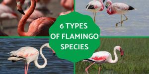 Types of Flamingos - Different Flamingo Species