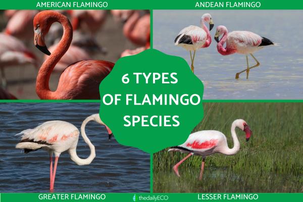 Types of Flamingos - Different Flamingo Species
