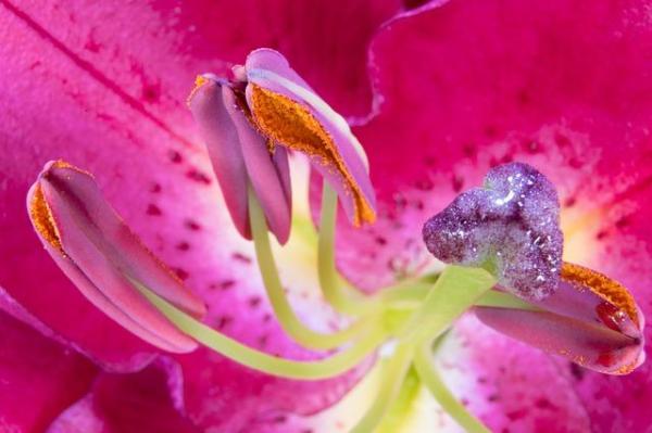 What Are the Stamens of a Flower? - Types of flower stamens