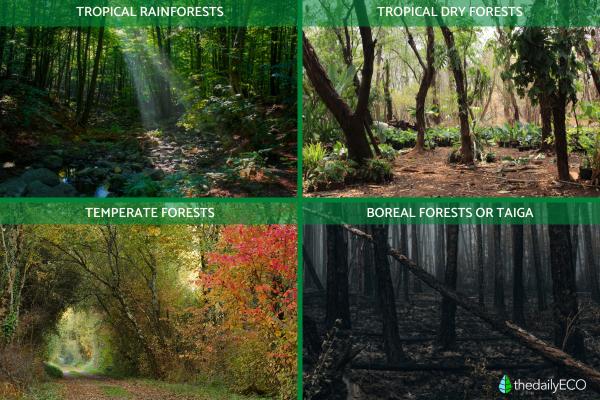 What Is a Forest Ecosystem? - Types of forest ecosystems