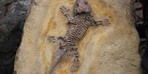 Types of Fossil Preservation or Fossilization