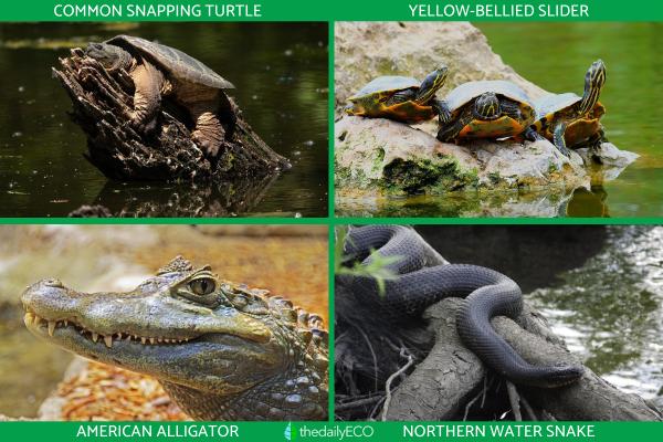 Types of Aquatic Reptiles - Types of freshwater aquatic reptiles
