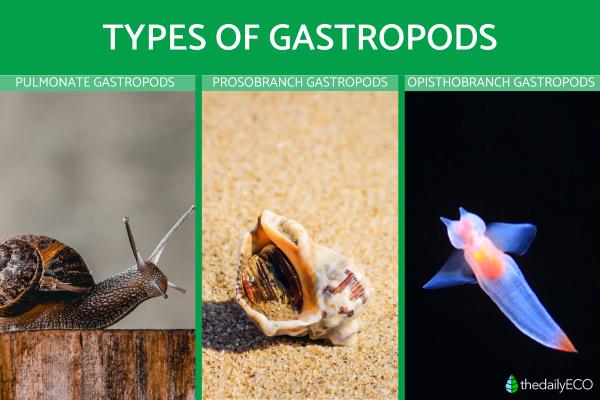 What Are Gastropods in Biology? - Types of gastropods