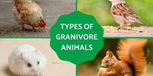 Types of Granivore Animals