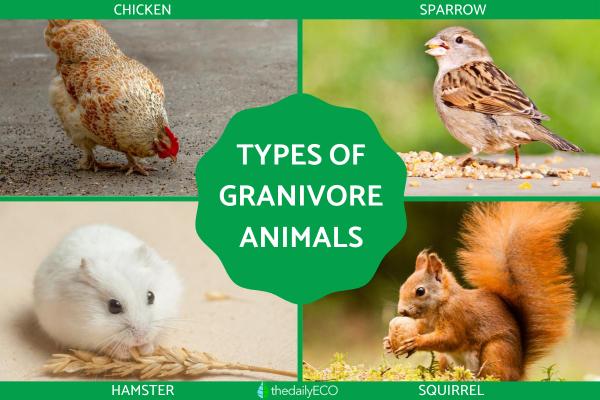 Types of Granivore Animals