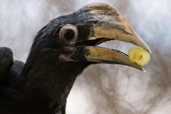 What Are Herbivorous Birds? Types and Classification - Types of herbivorous birds