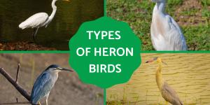 Types of Heron Birds