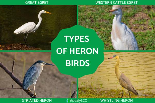 Types of Heron Birds