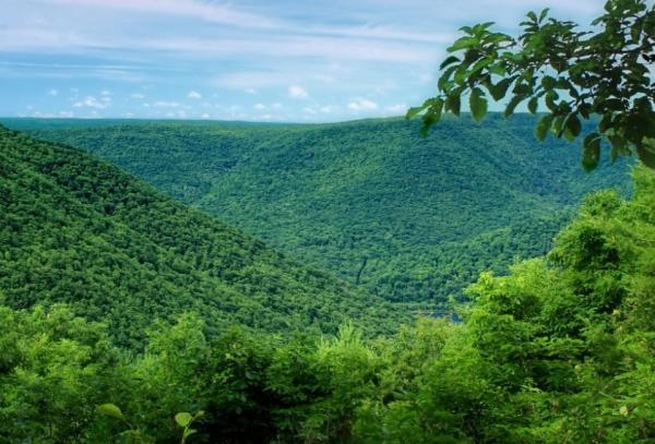 Different Types of Jungles - Examples With Photos - Types of jungle according to altitude