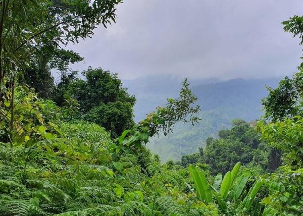 Different Types of Jungles - Examples With Photos - Types of jungle according to humidity
