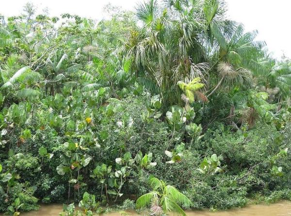 Different Types of Jungles - Examples With Photos - Types of jungle according to latitude