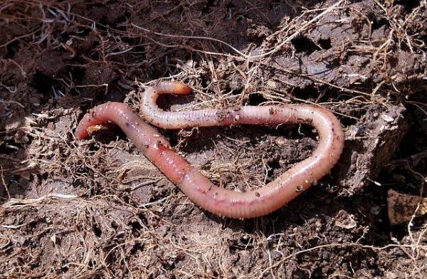 What Is Leachate? - Types of leachate