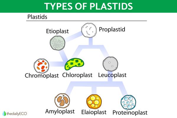 What is a Leucoplast? - Types of leucoplasts