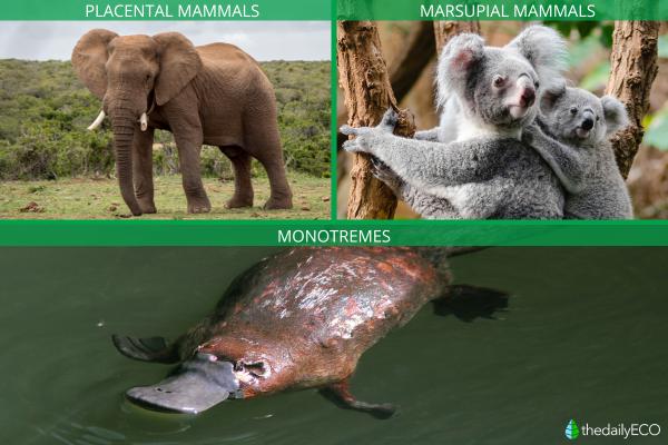 Different Types of Mammals - Types of mammals