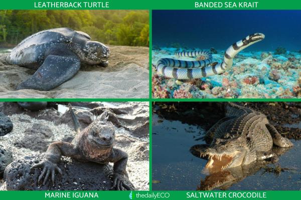Types of Aquatic Reptiles - Types of marine aquatic reptiles