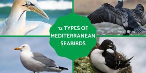 Types of Mediterranean Seabirds